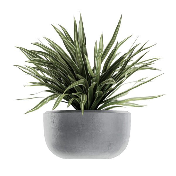 Dracena Migrat